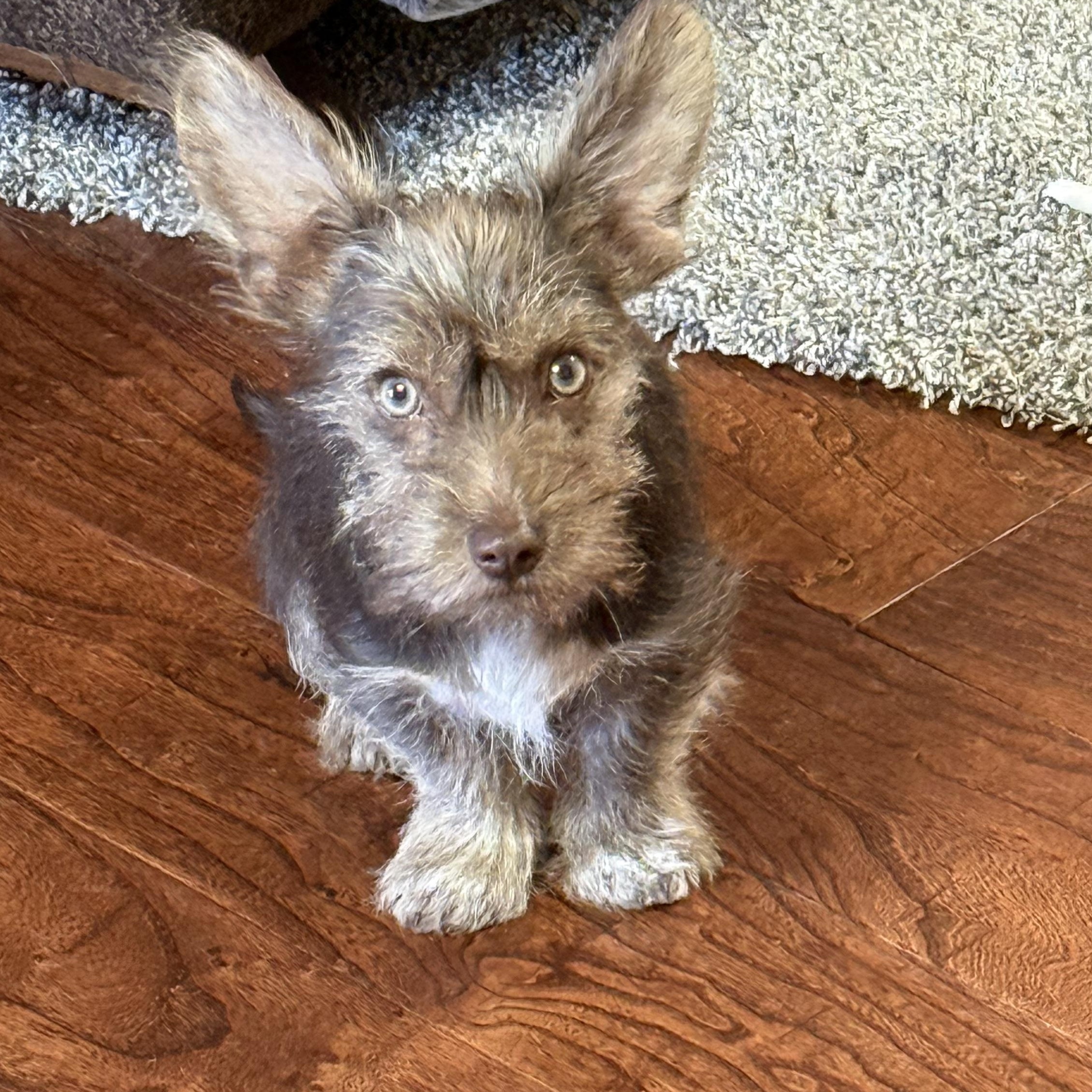 Enlarge Conway, an adopted mixed breed in Oklahoma City, OK image 1/3
