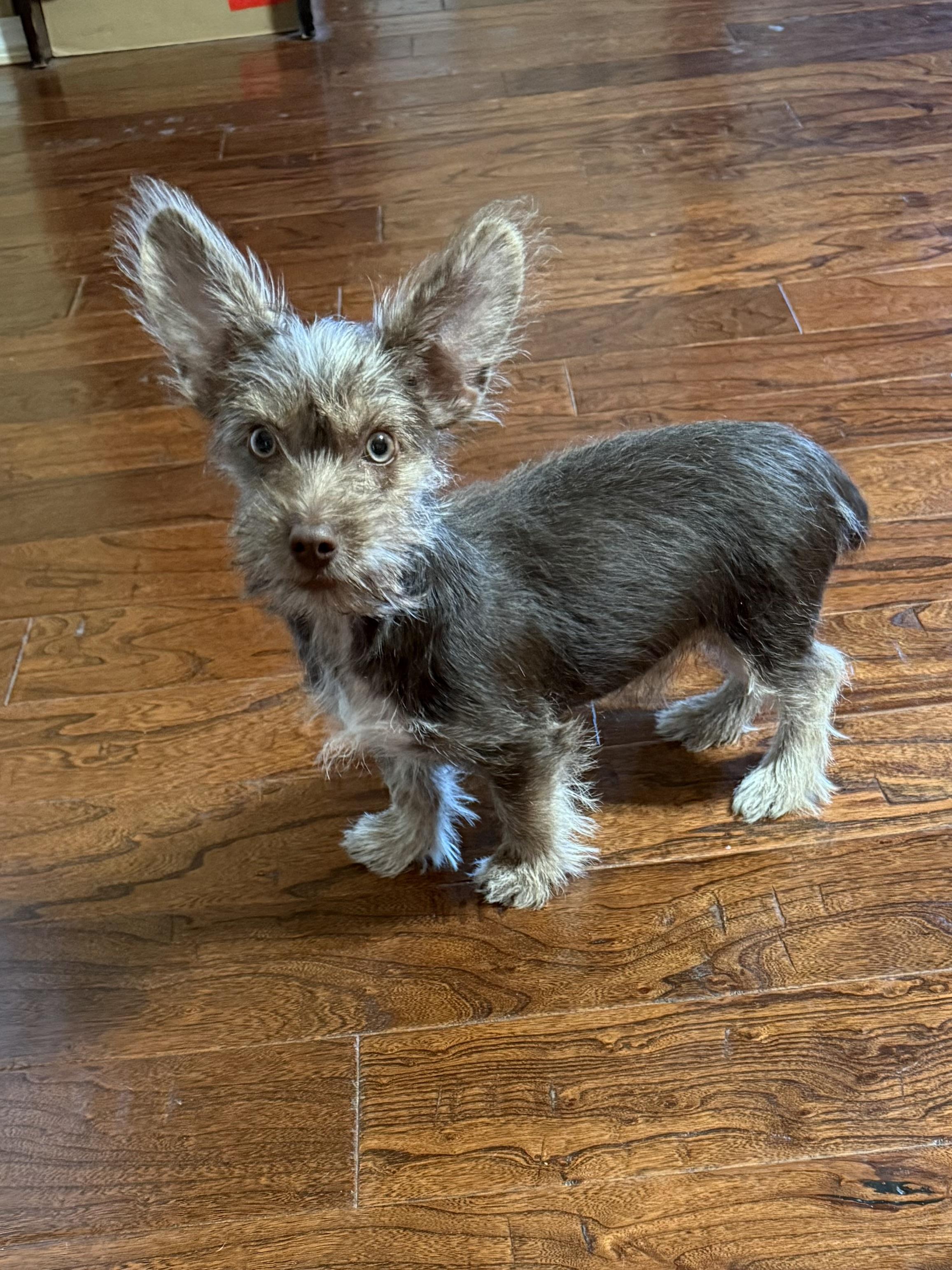 Enlarge Conway, an adopted mixed breed in Oklahoma City, OK image 2/3