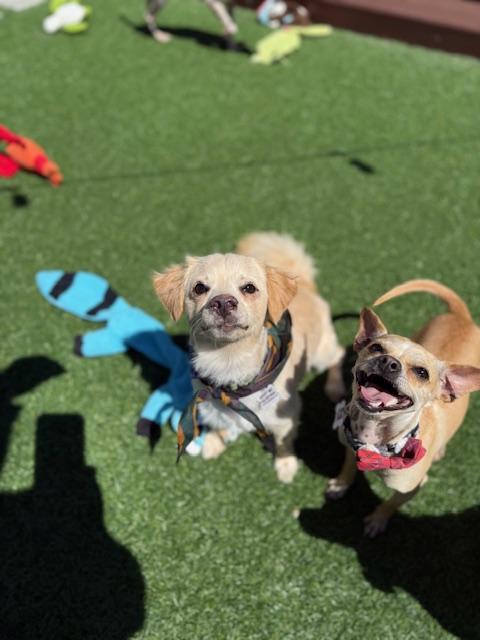 Whiskey, a Adoptable mixed breed in Morro Bay, CA image 6/6