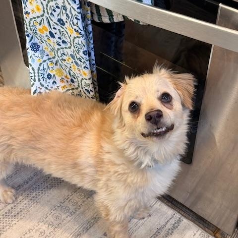 Enlarge Whiskey, a Adoptable mixed breed in Morro Bay, CA image 5/6