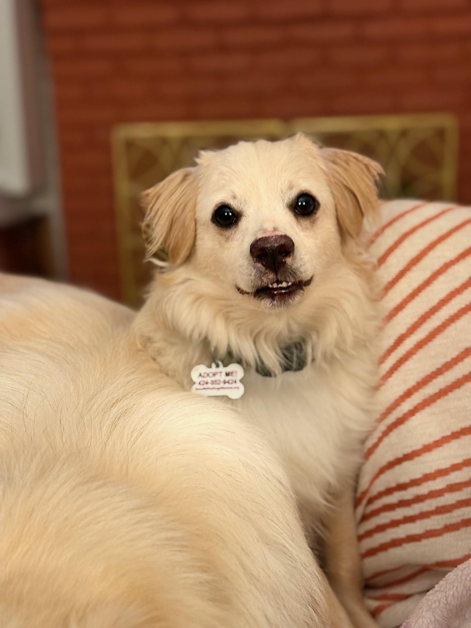 Whiskey, a Adoptable mixed breed in Morro Bay, CA image 2/6