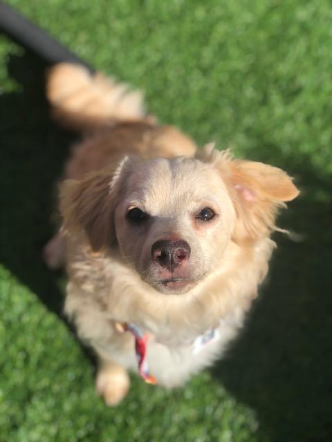 Whiskey, a Adoptable mixed breed in Morro Bay, CA image 4/6