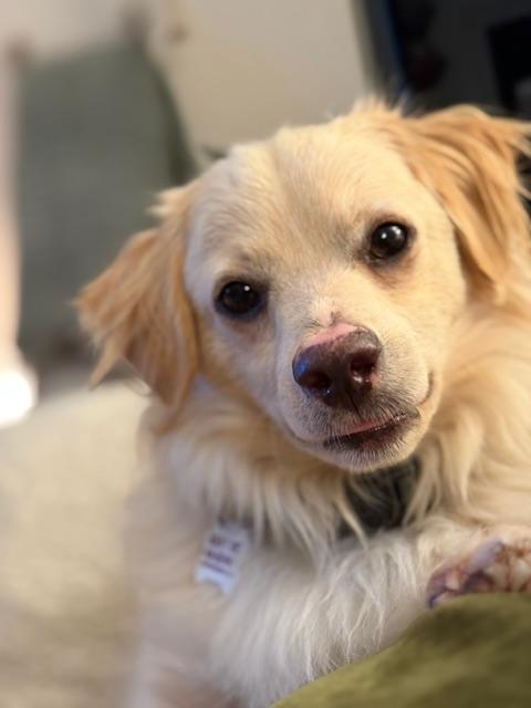 Whiskey, a Adoptable mixed breed in Morro Bay, CA image 1/6