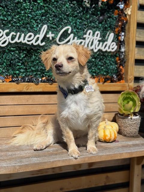 Whiskey, a Adoptable mixed breed in Morro Bay, CA image 5/6