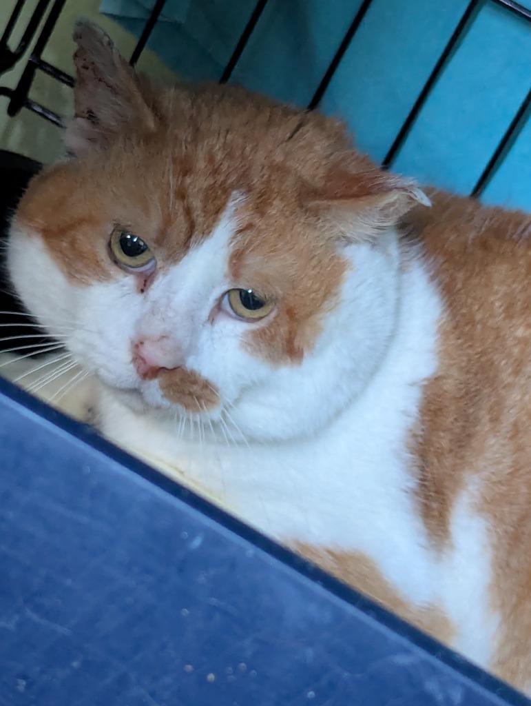 ZEPPLIN, Adoptable, Adult Male Domestic Short Hair.