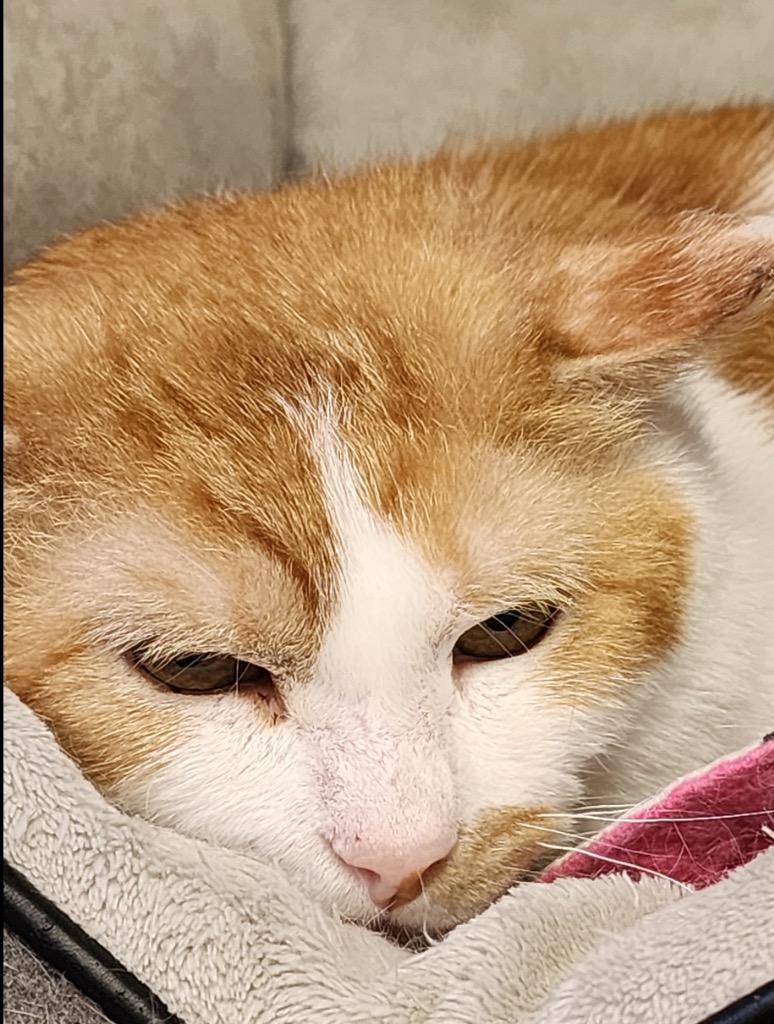 ZEPPLIN, a Adoptable mixed breed in Muskegon, MI image 3/5