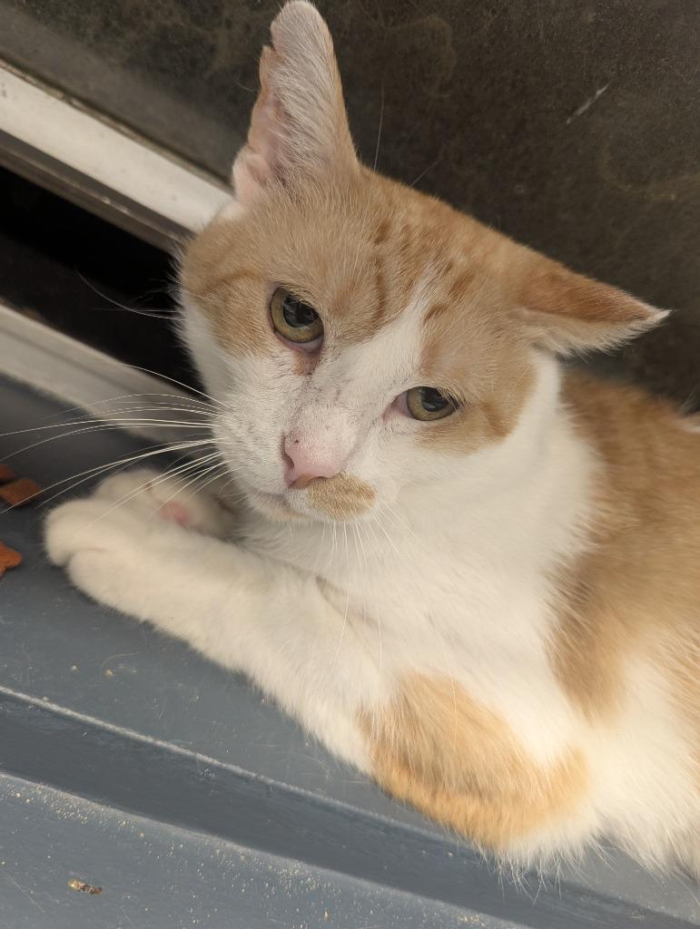 Enlarge ZEPPLIN, a Adoptable mixed breed in Muskegon, MI image 2/5