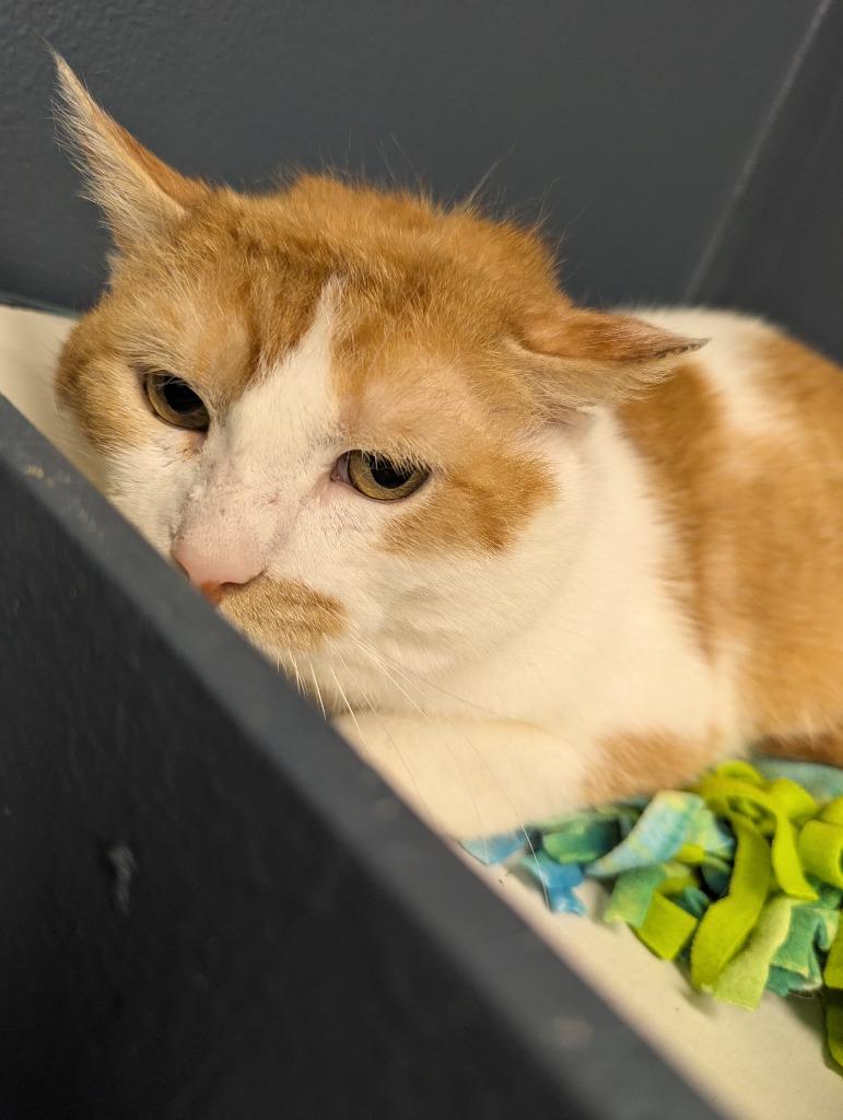 Enlarge ZEPPLIN, a Adoptable mixed breed in Muskegon, MI image 5/5