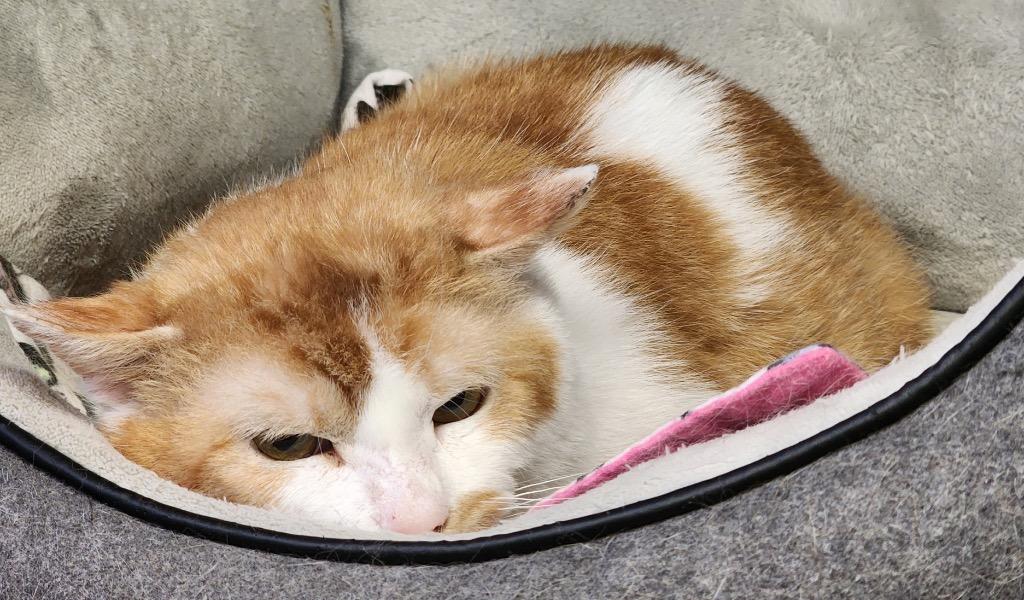 ZEPPLIN, a Adoptable mixed breed in Muskegon, MI image 4/5