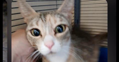 Gemma, Adoptable, Adult Female Domestic Short Hair.