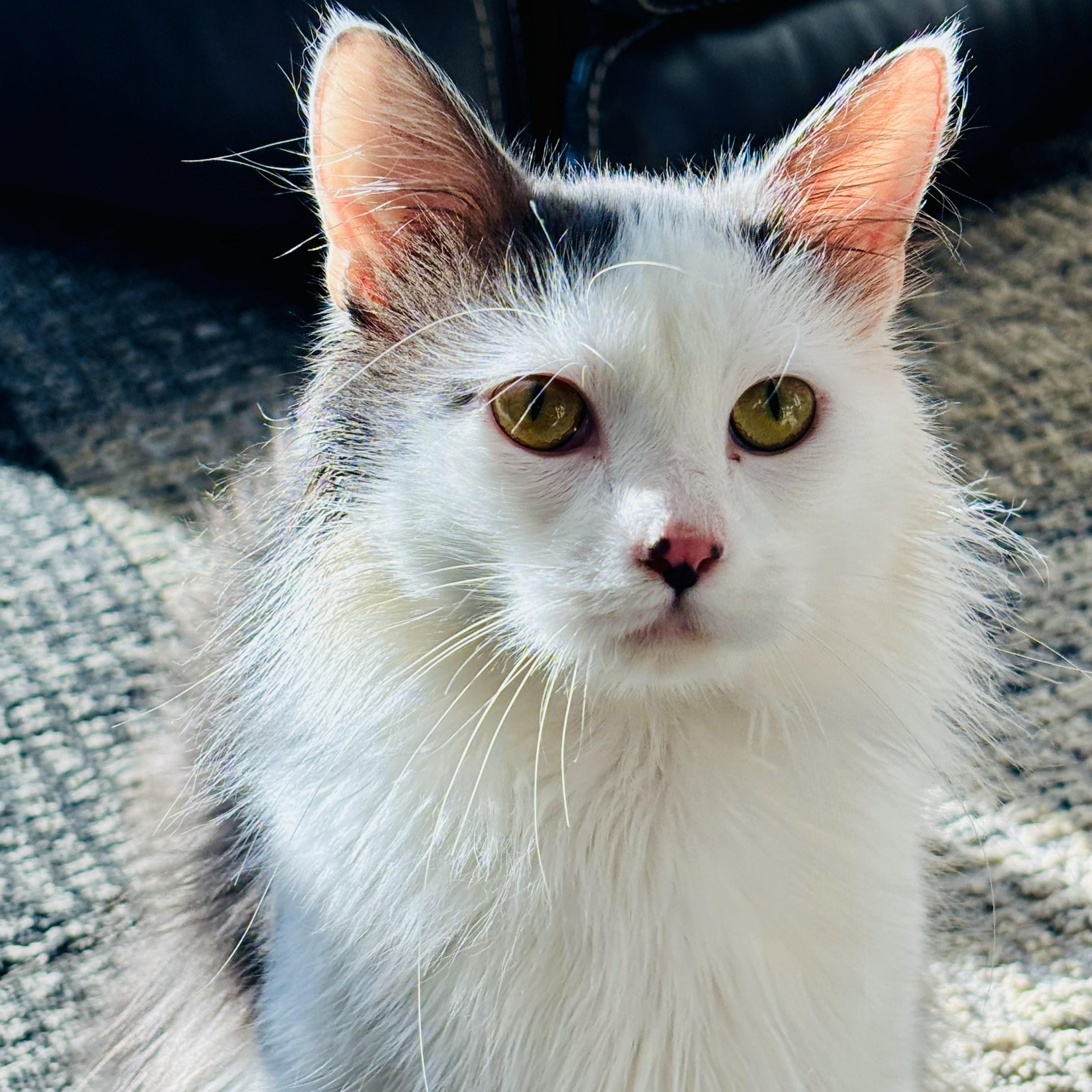 Angus, a ADOPTABLE Domestic Long Hair in Lakeville, MN image 4/6