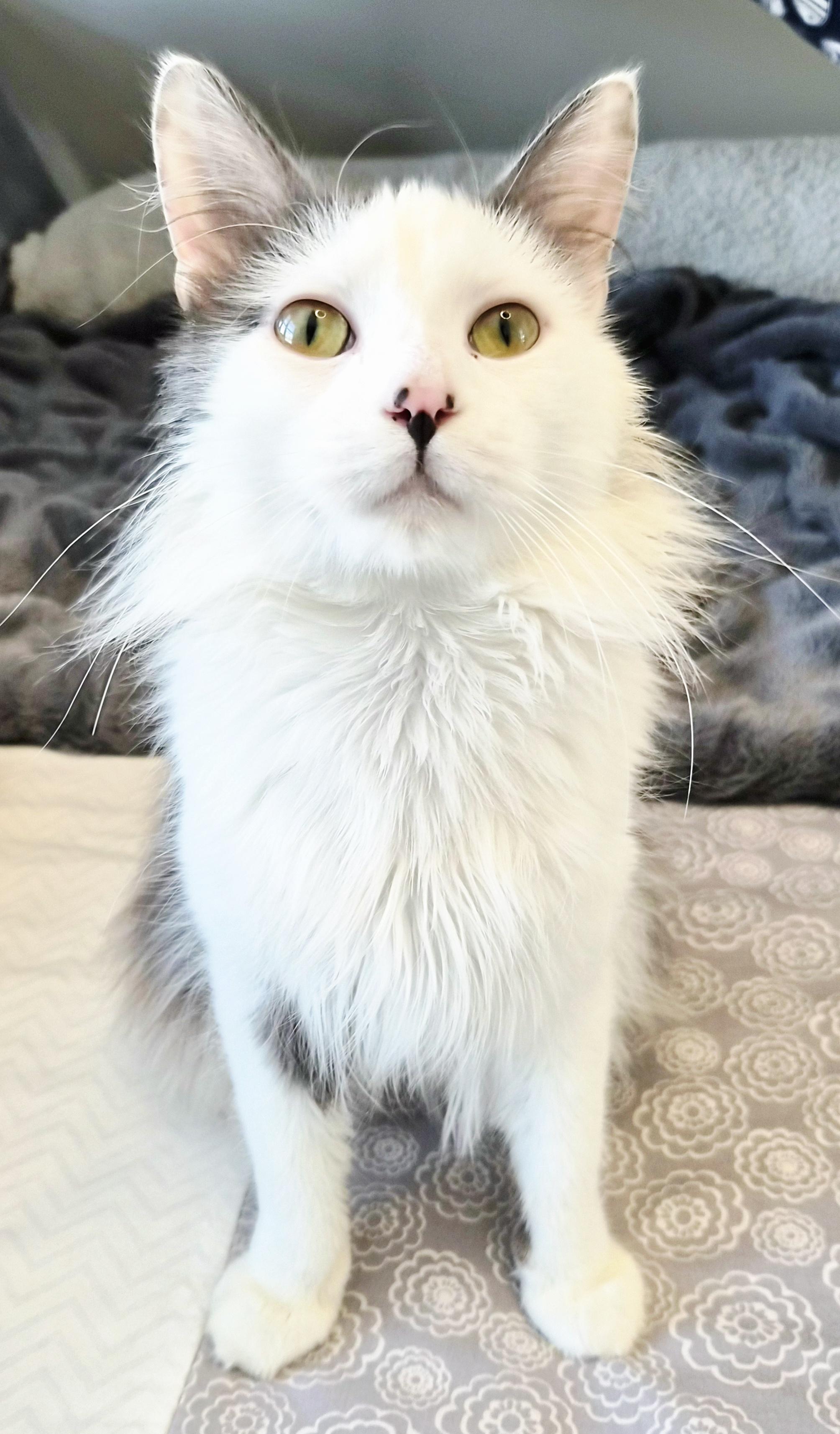 Angus, a ADOPTABLE Domestic Long Hair in Lakeville, MN image 2/6