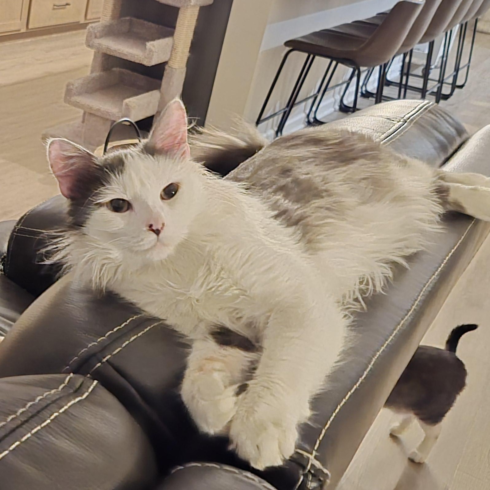 Angus, a ADOPTABLE Domestic Long Hair in Lakeville, MN image 3/6