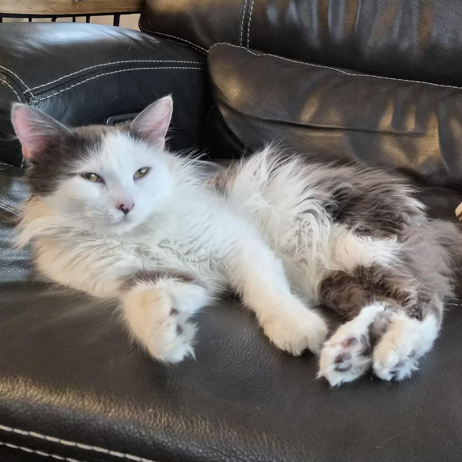 Angus, a ADOPTABLE Domestic Long Hair in Lakeville, MN image 6/6