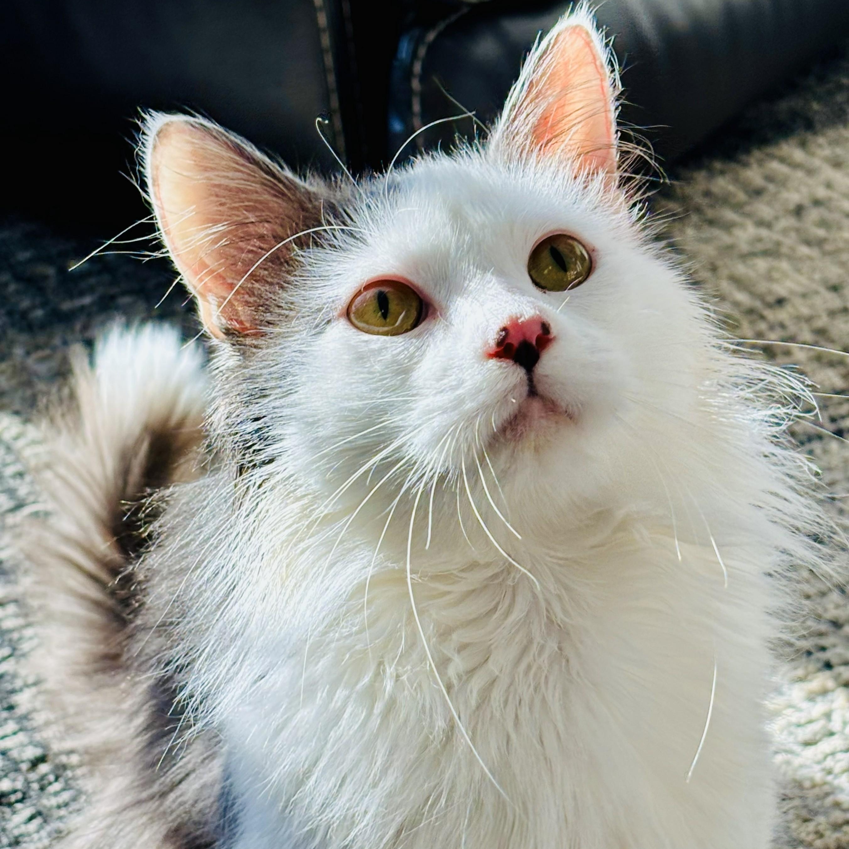 Angus, ADOPTABLE, Kitten Male Domestic Long Hair.