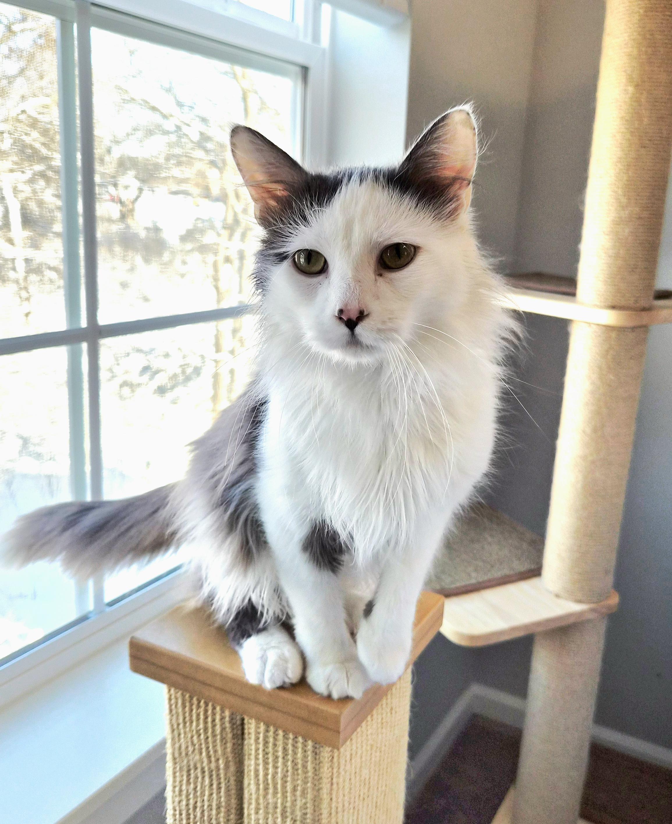 Angus, a ADOPTABLE Domestic Long Hair in Lakeville, MN image 5/6