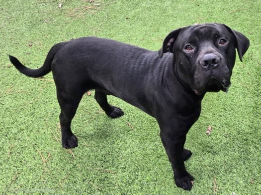 Enlarge BILLY, a Adoptable Bullmastiff in Van Nuys, CA image 1/1