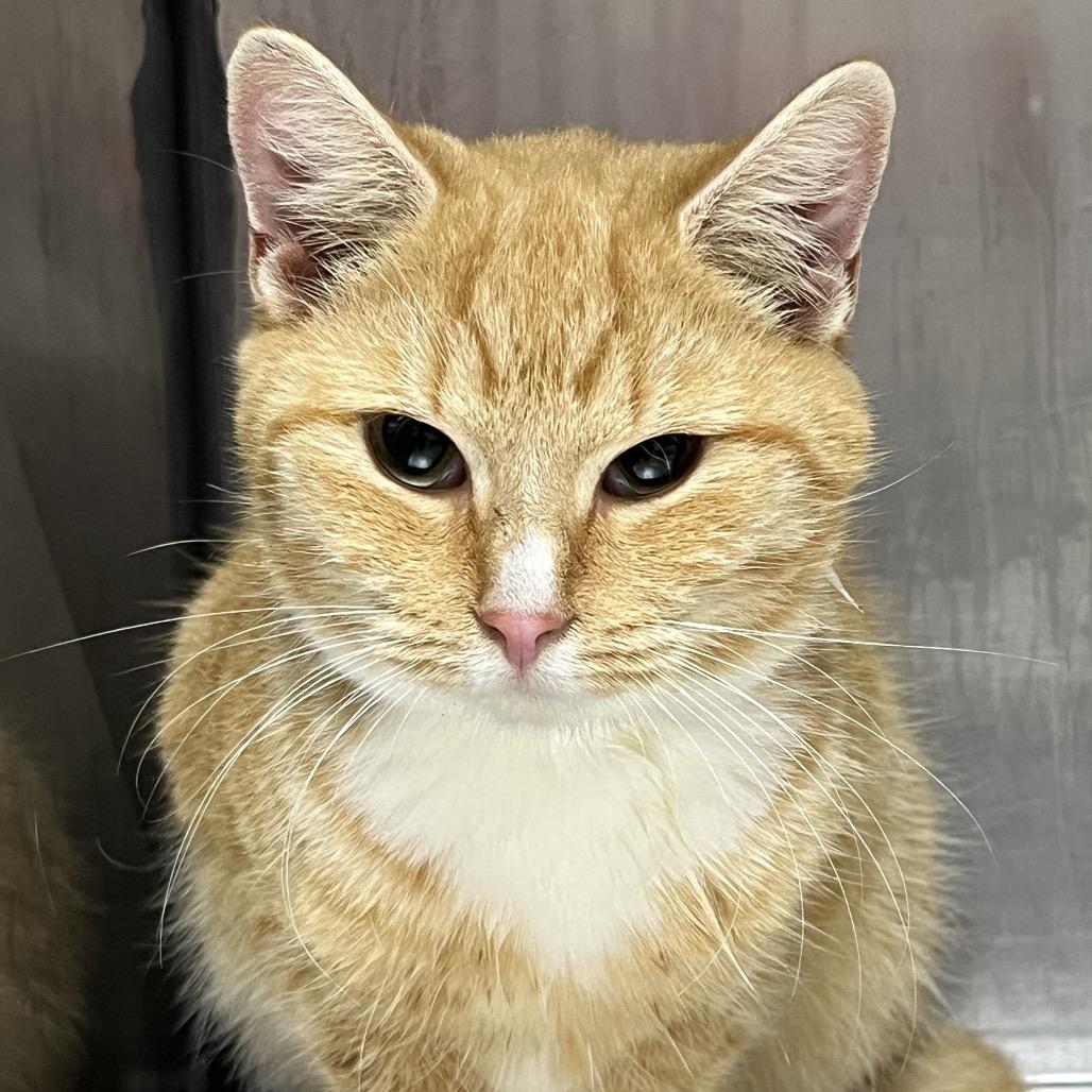 Flamin' Hot, Adoptable, Adult Female Domestic Short Hair.