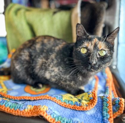 Seraphim, Adoptable, Adult Female Domestic Short Hair & Domestic Short Hair.