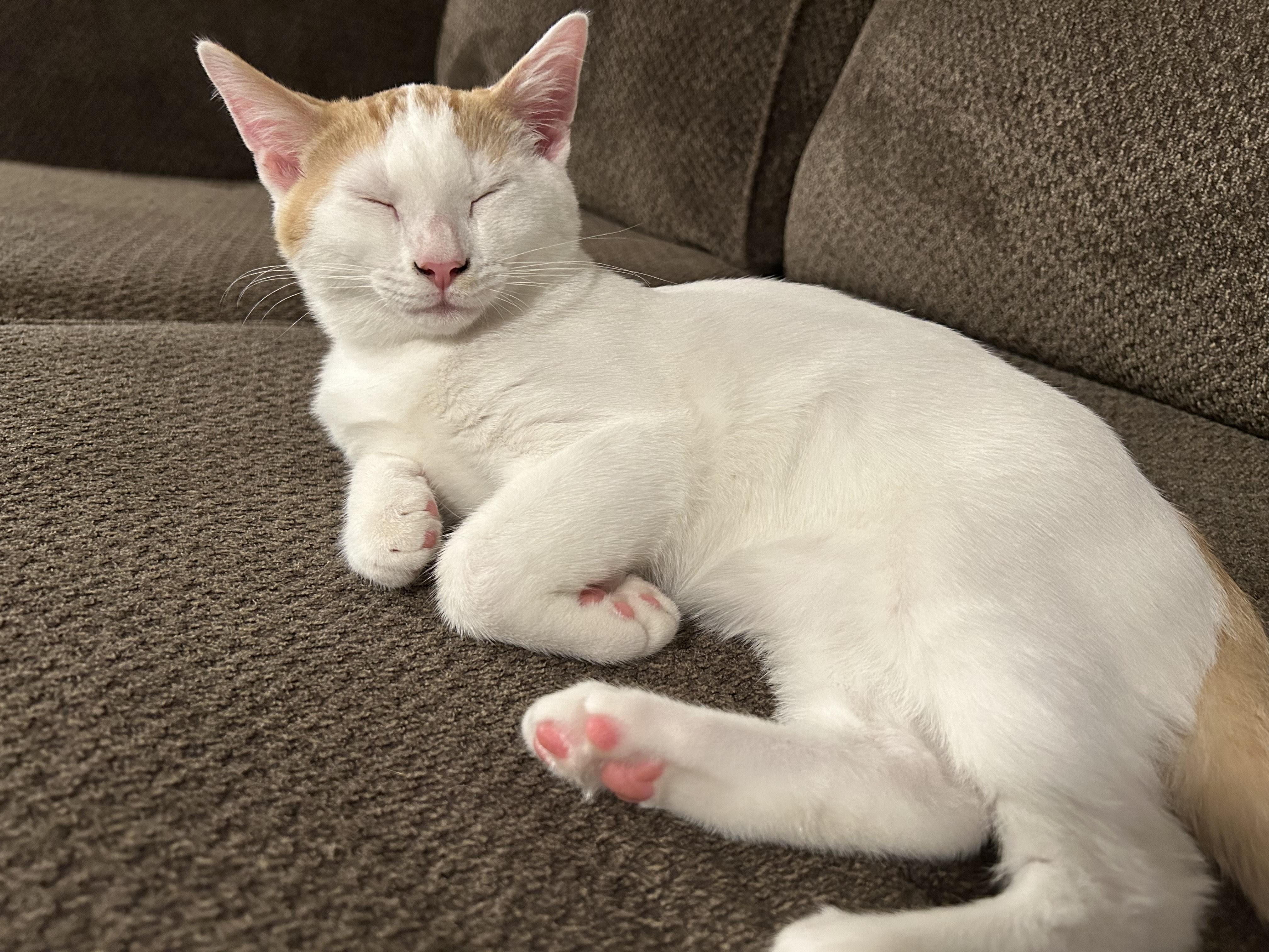 Apollo, a Adoptable Domestic Short Hair in Oberlin, OH image 3/3