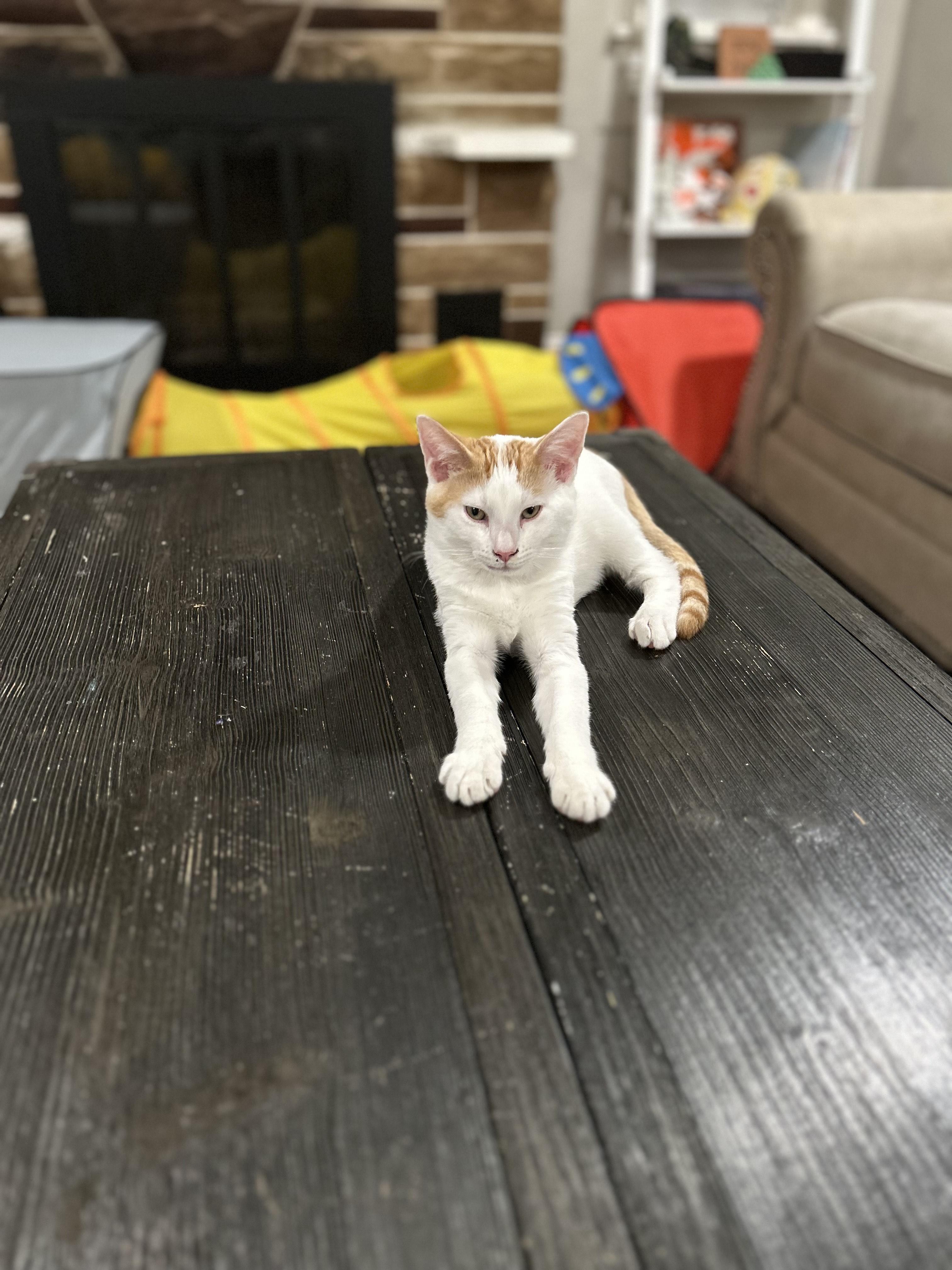 Apollo, Adoptable, Young Male Domestic Short Hair.