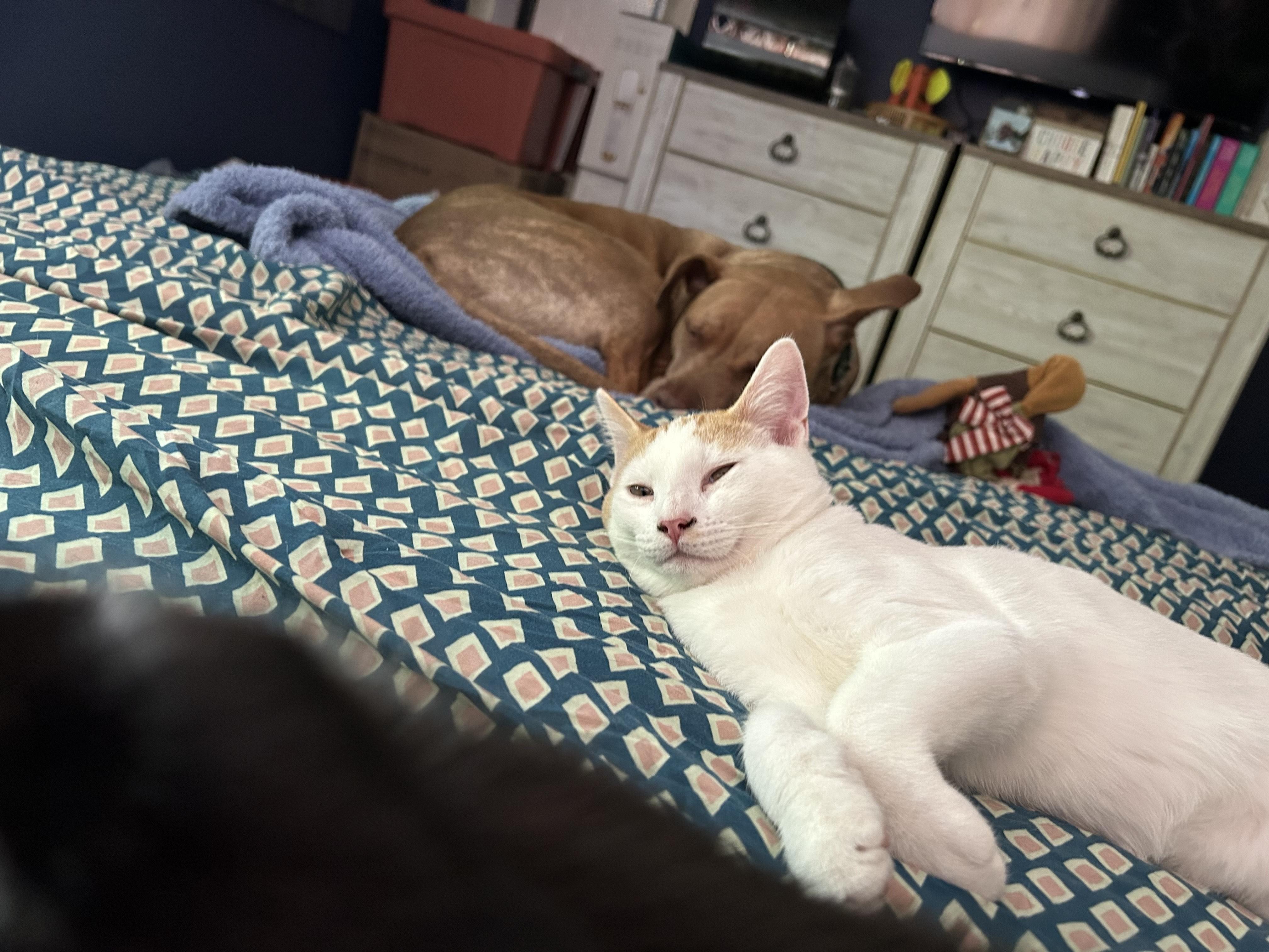 Apollo, a Adoptable Domestic Short Hair in Oberlin, OH image 2/3