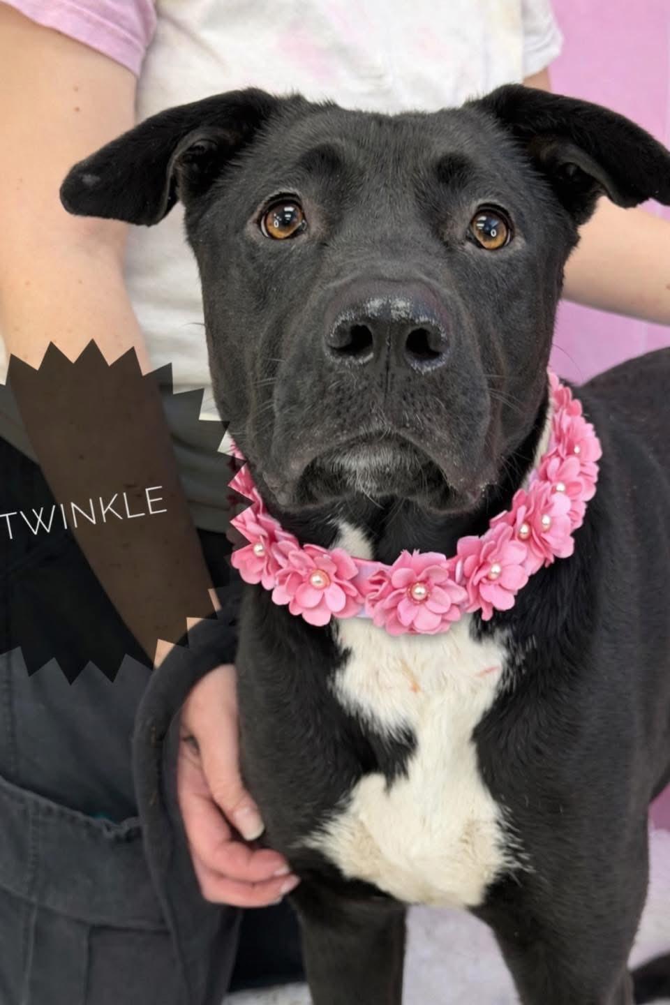 Enlarge Twinkle, an adoptable Mixed Breed in Flint, MI image 2/2