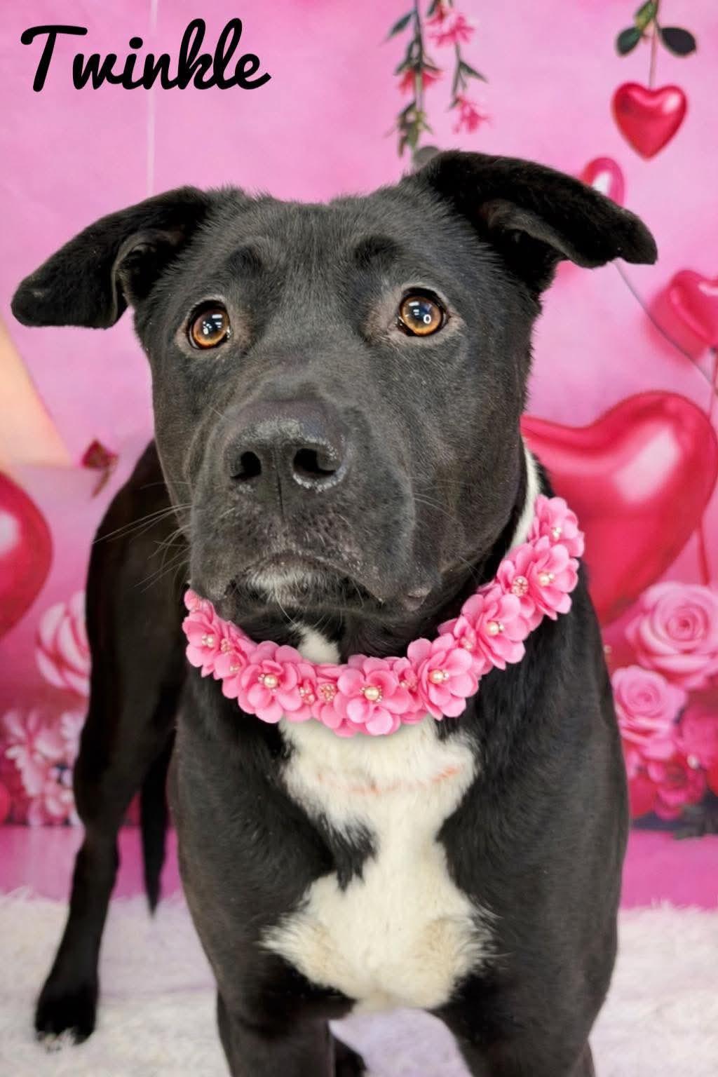 Twinkle, adoptable, Adult Female Mixed Breed.