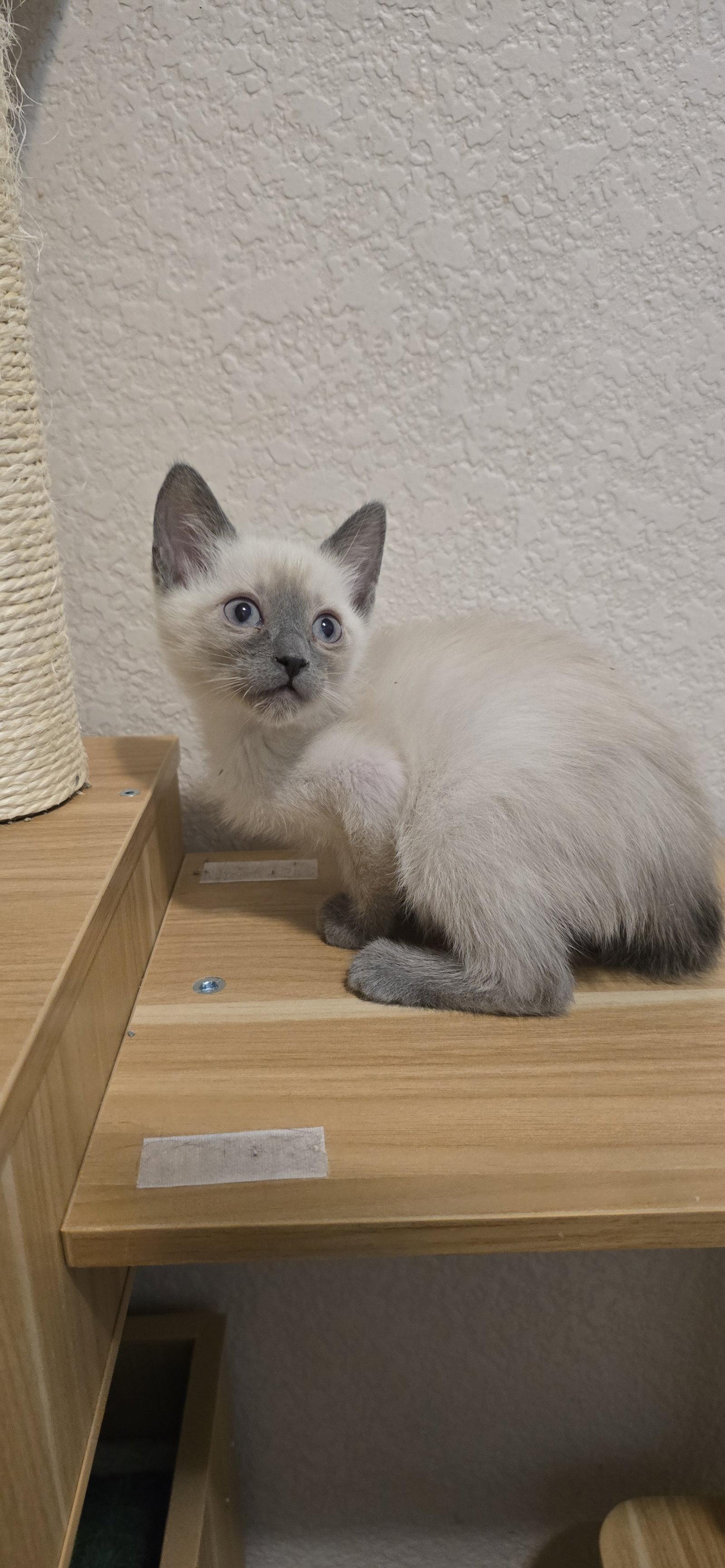 Enlarge Mano, a Adopted mixed breed in Evergreen, CO image 1/1