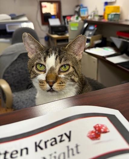 Enlarge Buster, a Adoptable Domestic Short Hair in Medina, OH image 1/5