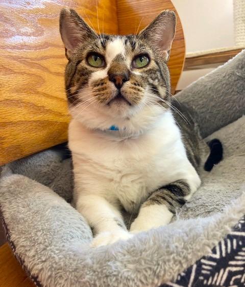 Buster, Adoptable, Adult Male Domestic Short Hair.