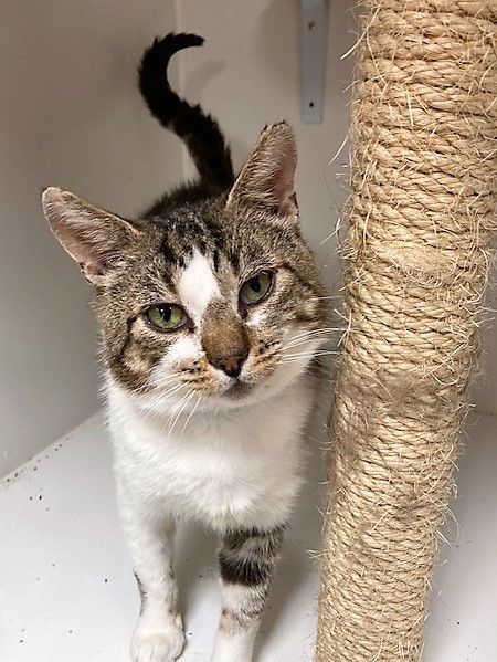 Enlarge Buster, a Adoptable Domestic Short Hair in Medina, OH image 4/5