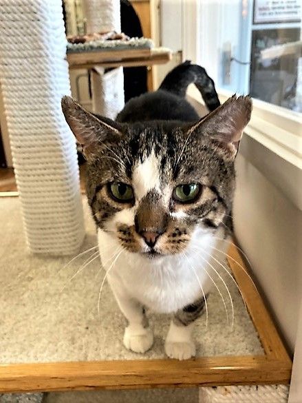 Enlarge Buster, a Adoptable Domestic Short Hair in Medina, OH image 5/5