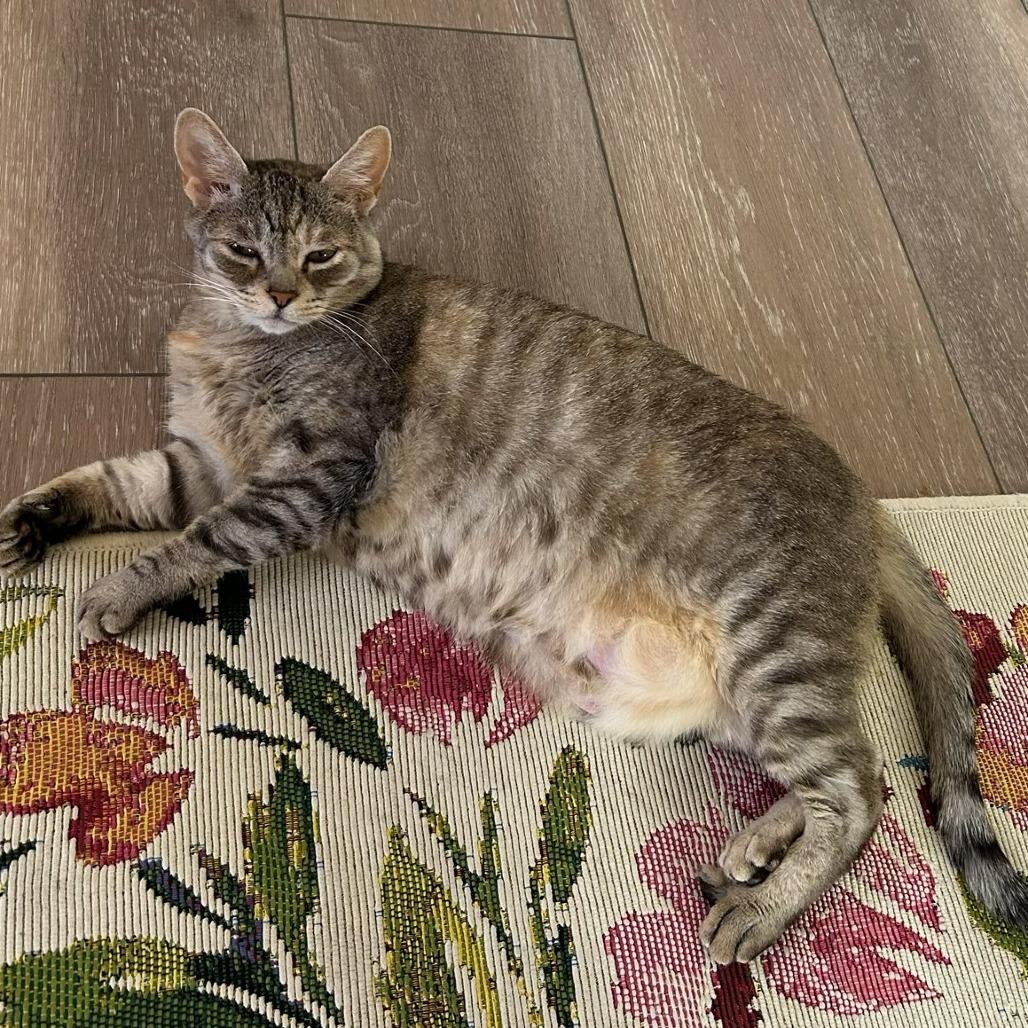 Enlarge Sissy (AKA Missy), a Adoptable Domestic Short Hair in Prescott, AZ image 1/4