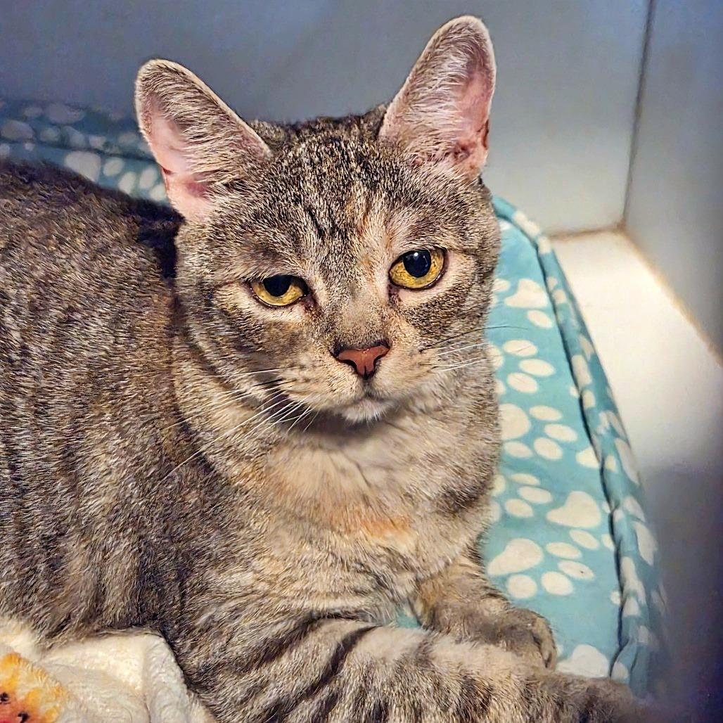 Enlarge Sissy (AKA Missy), a Adoptable Domestic Short Hair in Prescott, AZ image 2/4
