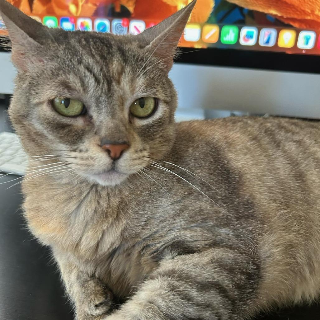 Enlarge Sissy (AKA Missy), a Adoptable Domestic Short Hair in Prescott, AZ image 3/4