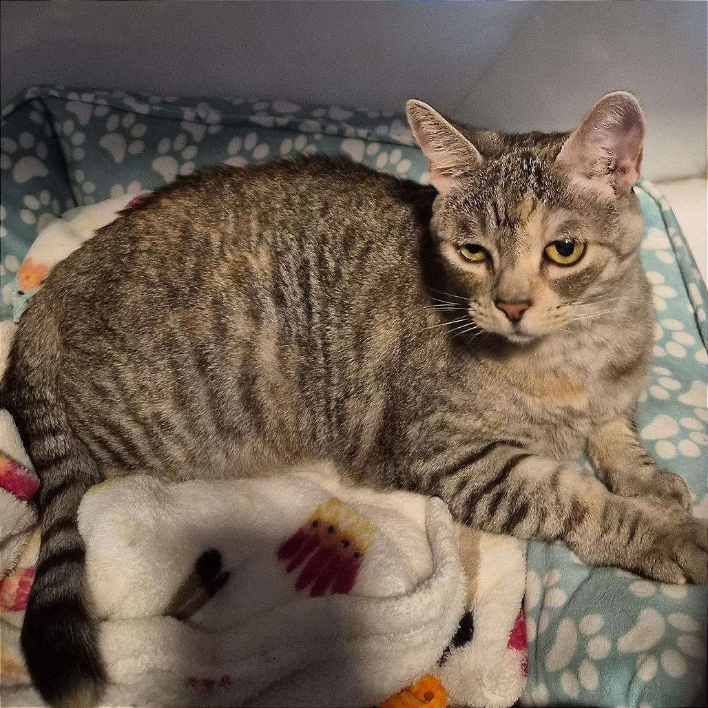 Enlarge Sissy (AKA Missy), a Adoptable Domestic Short Hair in Prescott, AZ image 4/4