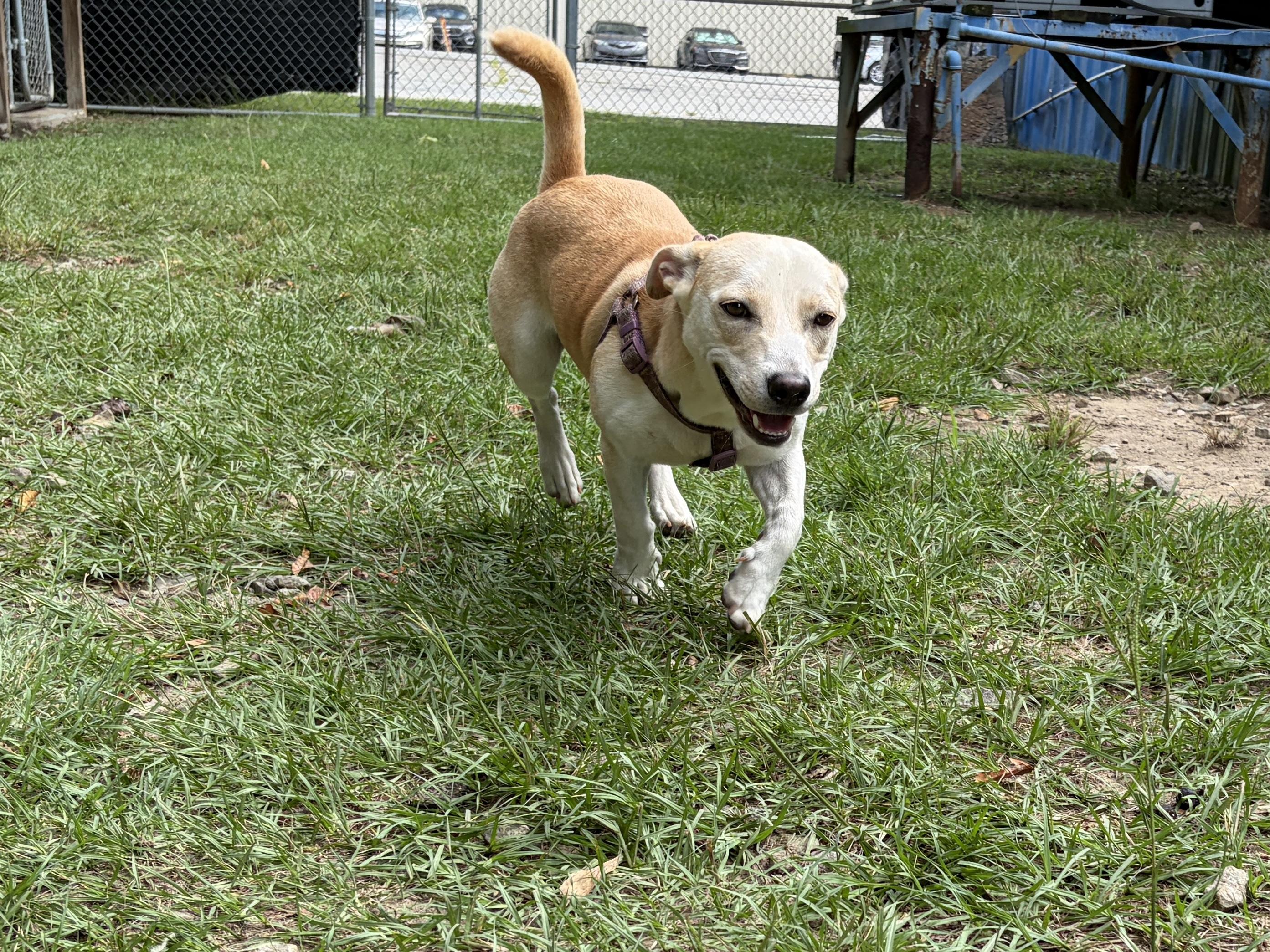 Enlarge Toby, a Adoptable mixed breed in Perry, GA image 1/3