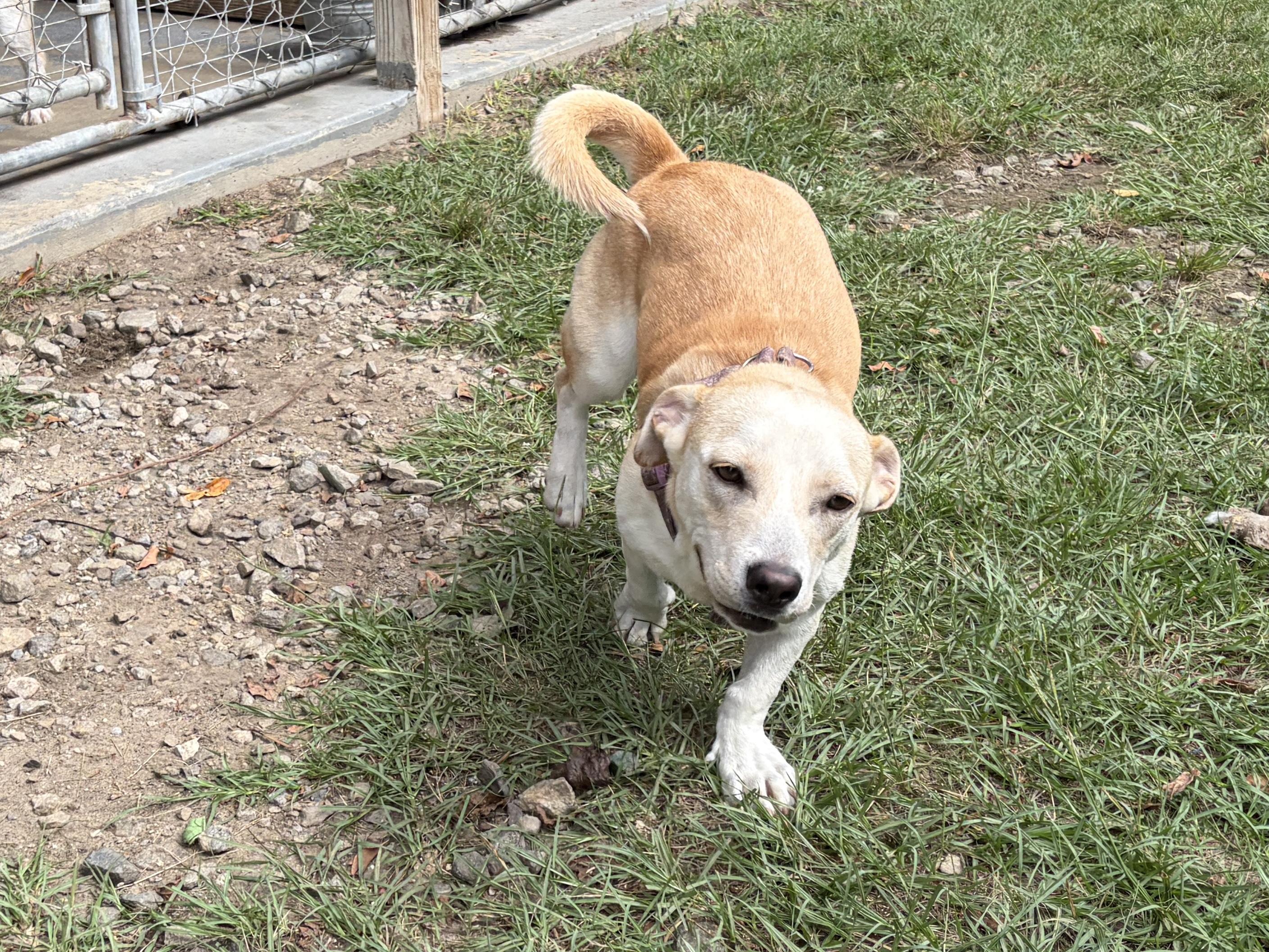 Enlarge Toby, a Adoptable mixed breed in Perry, GA image 2/3
