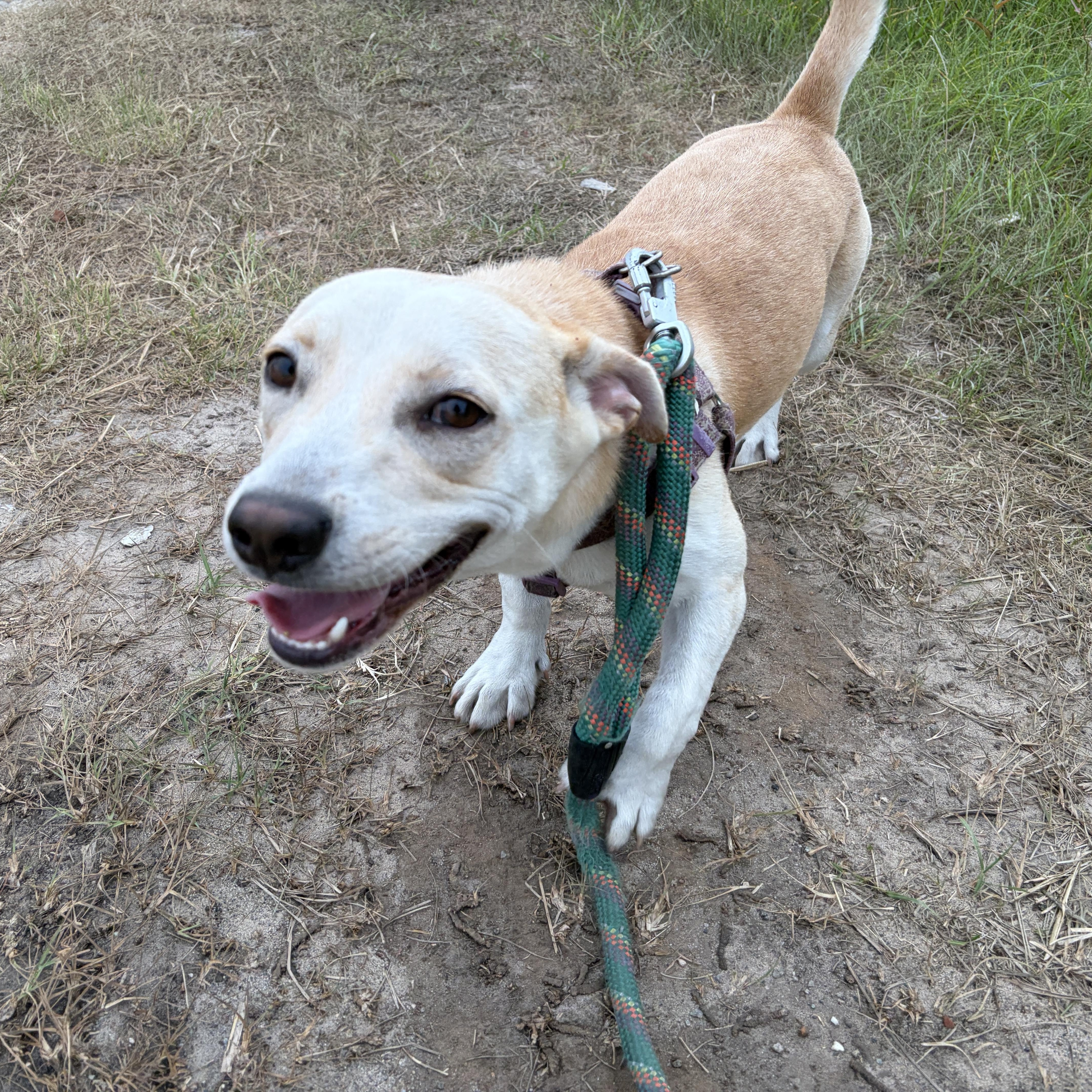 Toby, Adoptable, Young Male Basset Hound & Terrier.