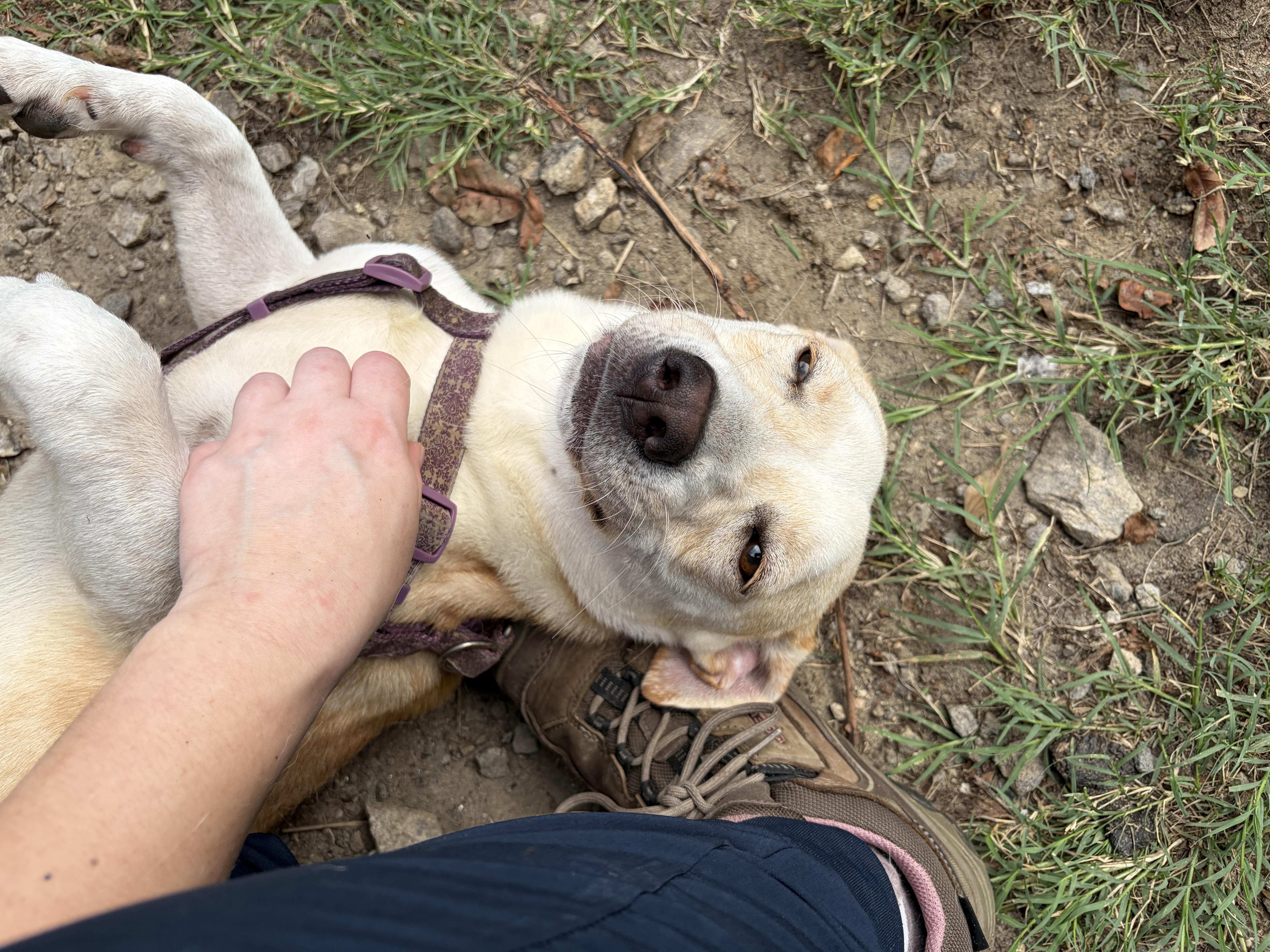 Enlarge Toby, a Adoptable mixed breed in Perry, GA image 3/3