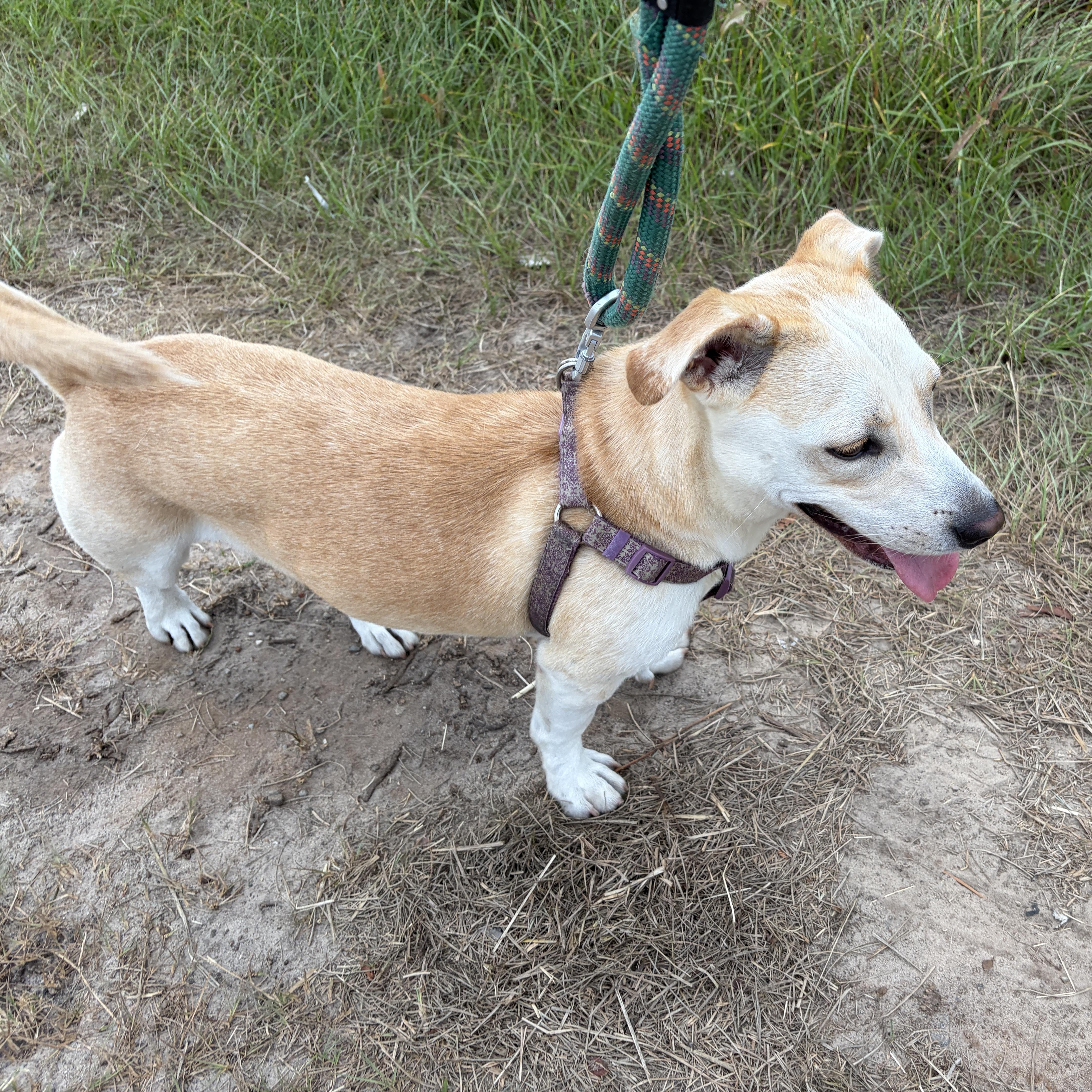 Enlarge Toby, a Adoptable mixed breed in Perry, GA image 2/5