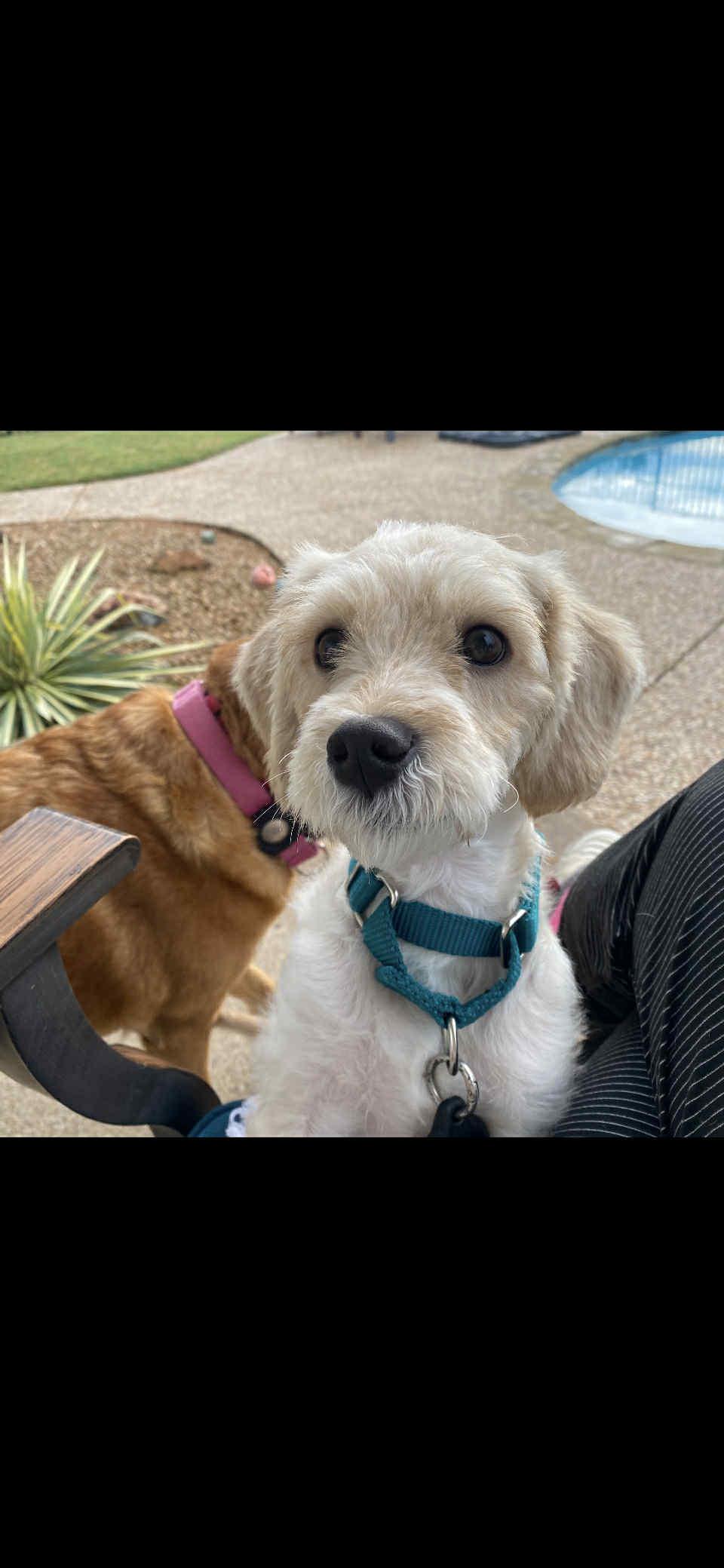 Tanner, Adopted, Young Male Poodle.