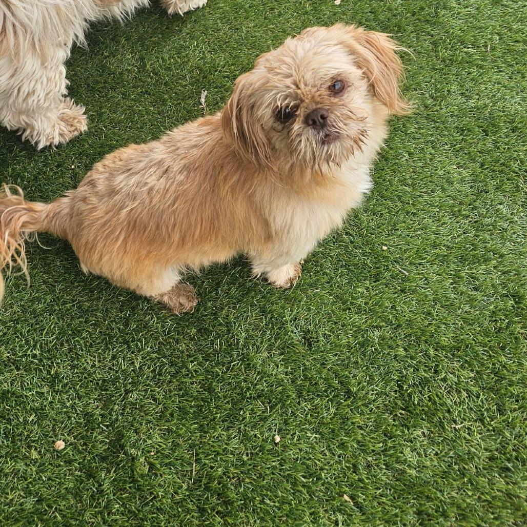 Cash, Adoptable, Adult Male Lhasa Apso & Shih Tzu.