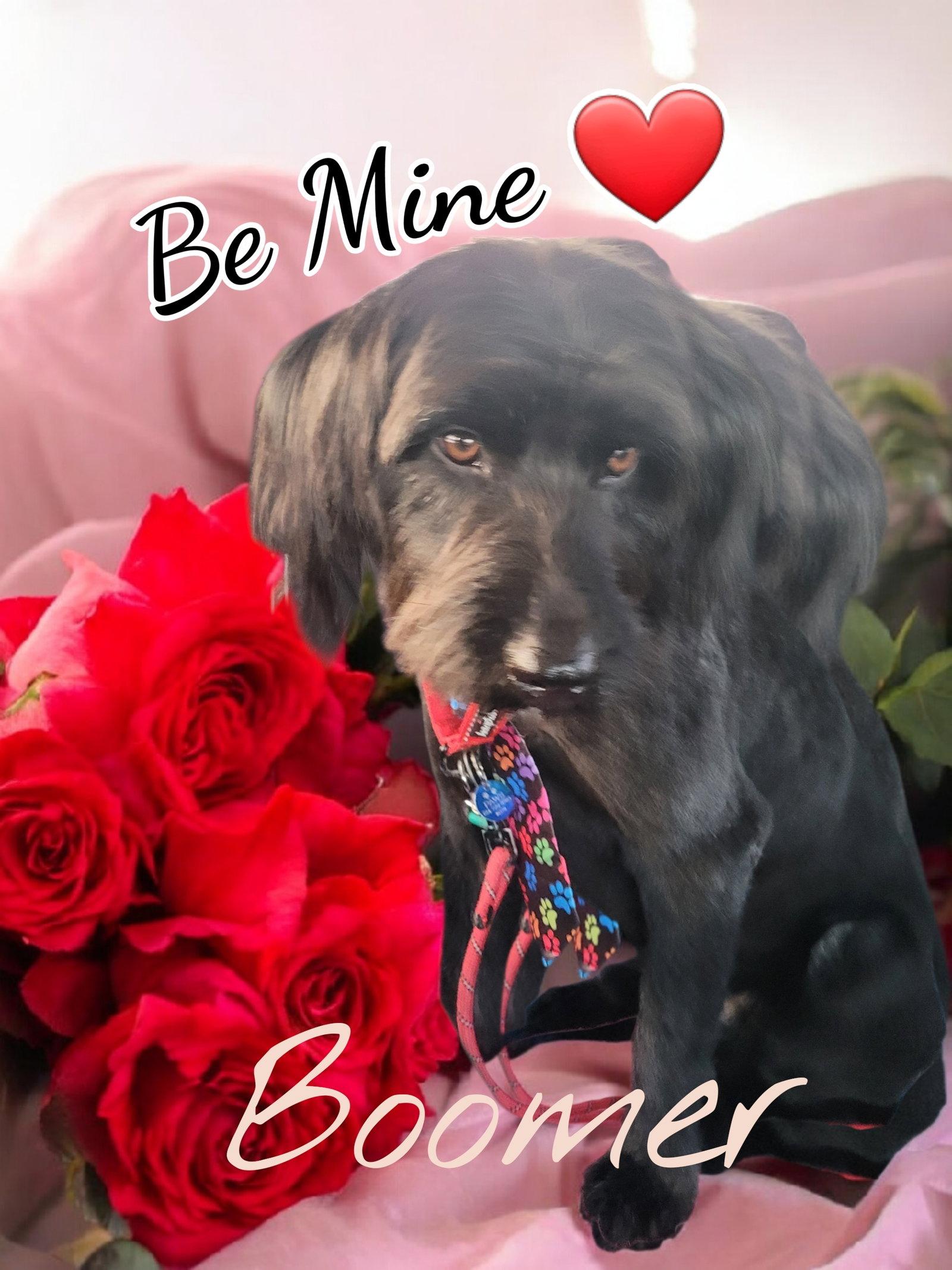 Boomer, Adopted, Young Male Labrador Retriever & Standard Poodle.