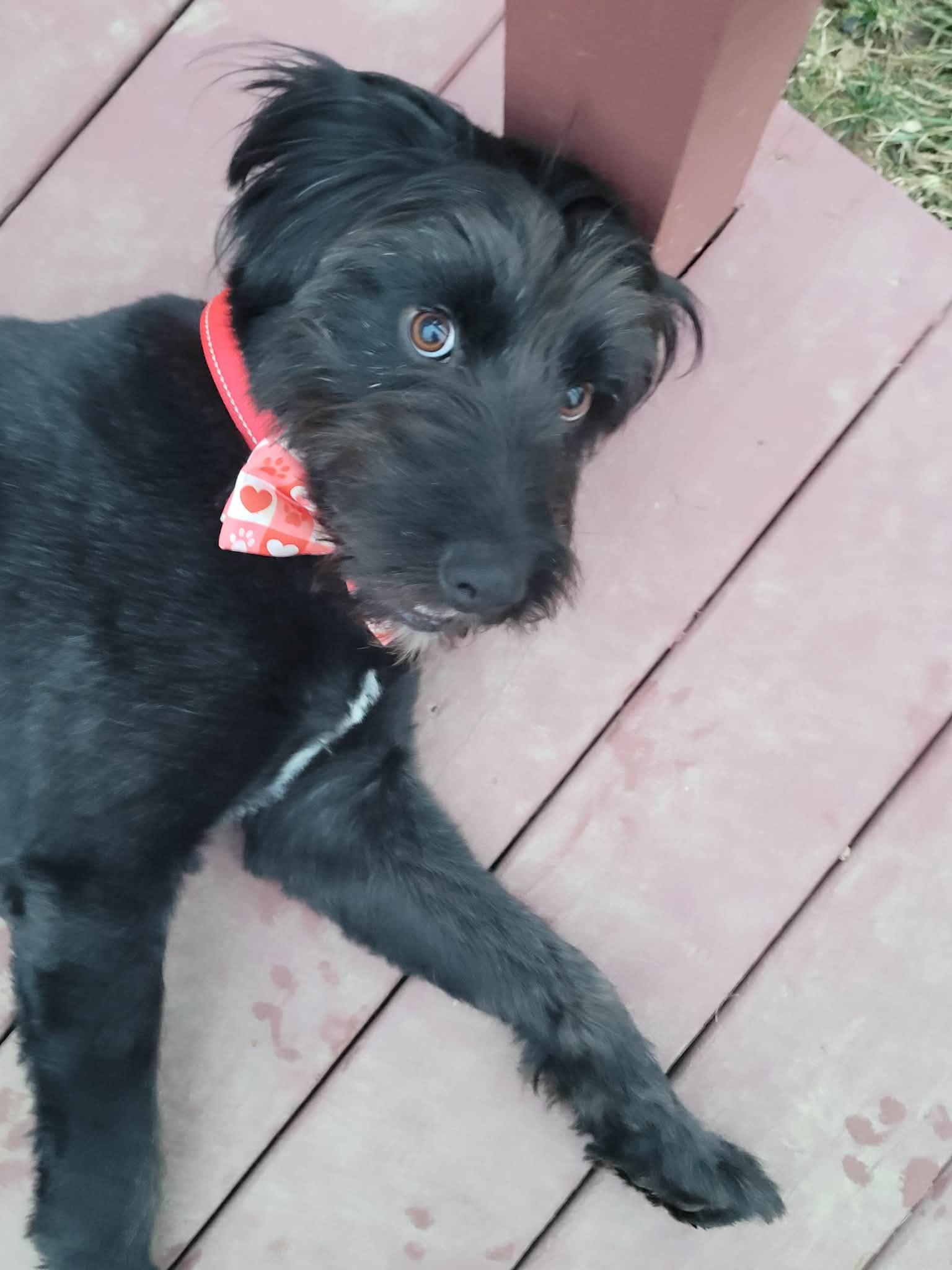 Enlarge Boomer, a Adopted mixed breed in Powell, OH image 3/3