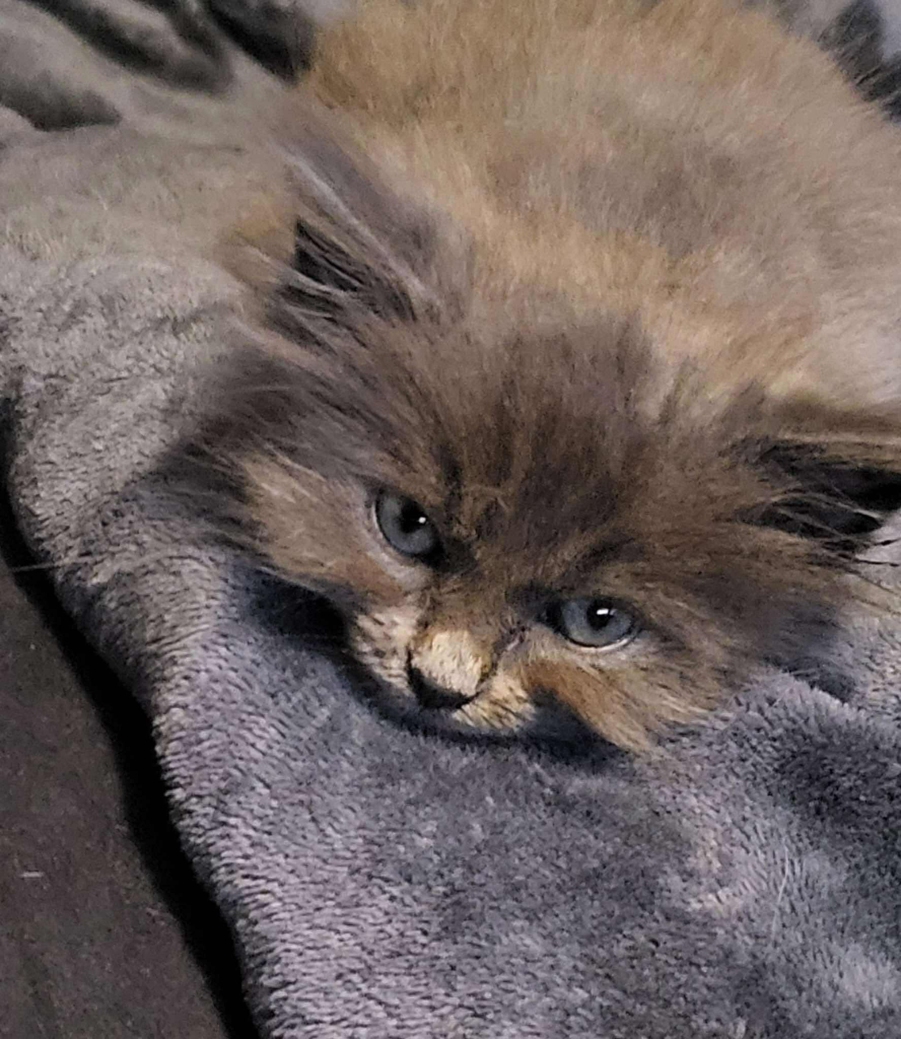 Miso, Baby Female unknown