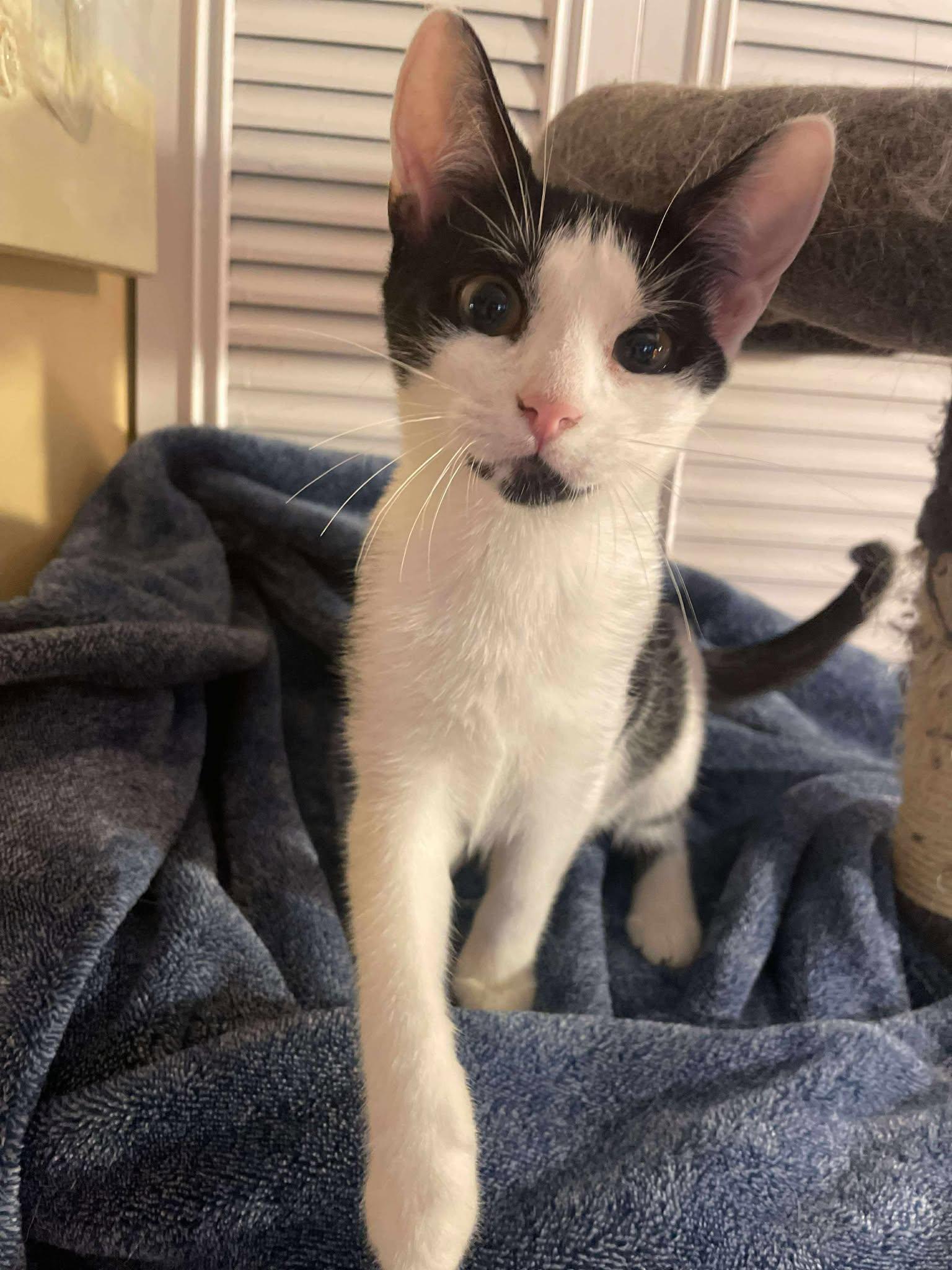 Monstera, Adoptable, Young Female Domestic Short Hair.