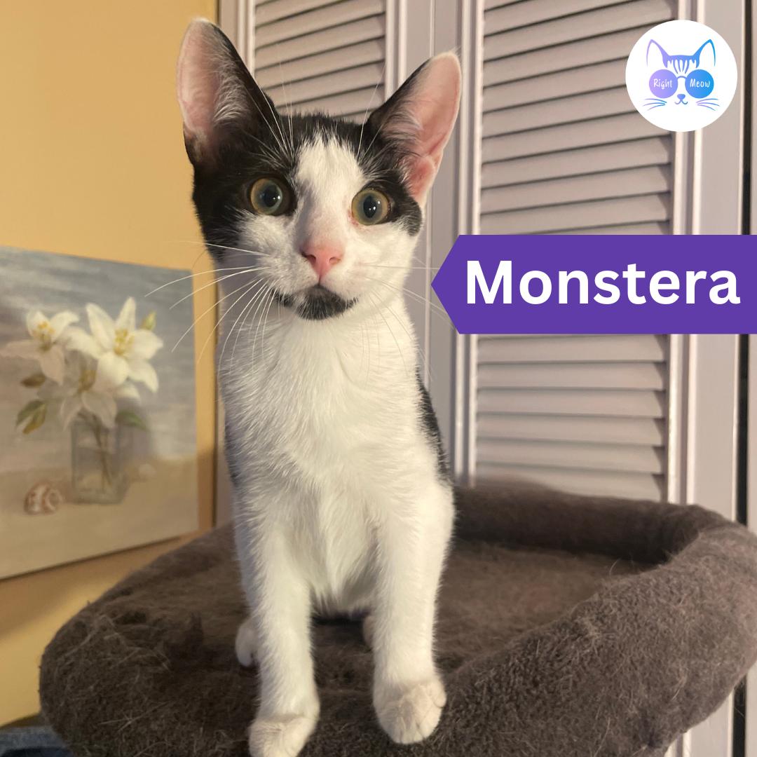 Monstera, a Adoptable Domestic Short Hair in Penfield, NY image 2/3