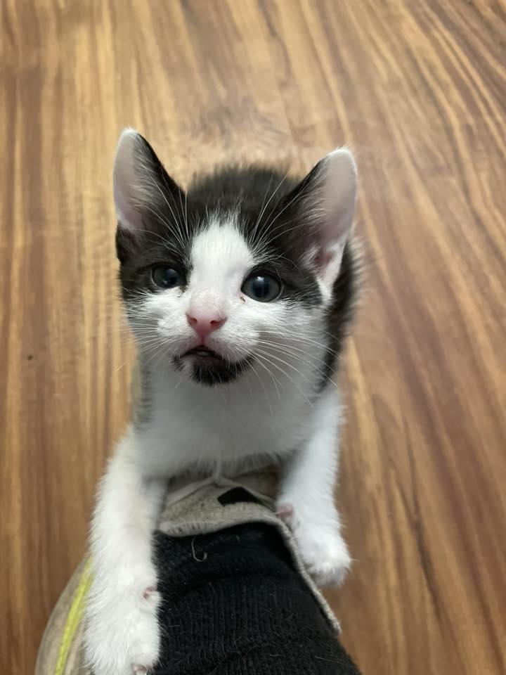 Monstera, a Adoptable Domestic Short Hair in Penfield, NY image 3/3